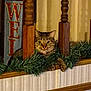 animal, cat, cozy, curious, decor, eyes, face, feline, fur, green_garland, holiday, home, indoor, paws, pet, sign, tabby_cat, vertical_bars, whiskers, wooden_railing