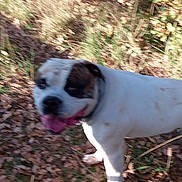 Crapaud participe au concours pour gagner de l'argent avec cette photo : animal, autumn, blur, brown, canine, daylight, dog, fall, forest_floor, grass, happy, leaves, mammal, nature, outdoor, pet, playful, tongue_out, walking, white