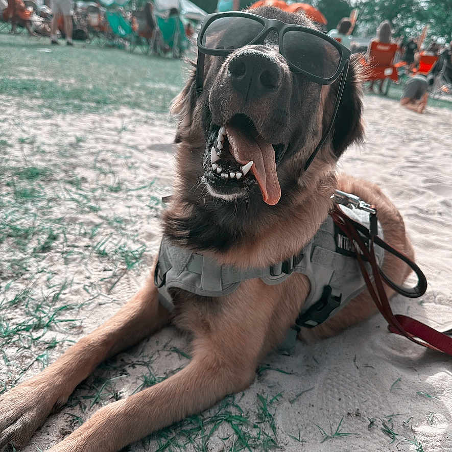 Kora joined the competition — help win amazing prizes! accessories, animal, canine, clothing, dog, footwear, glasses, hat, hound, machine, motorcycle, nature, outdoors, person, pet, puppy, shoe, transportation, vehicle, wheel