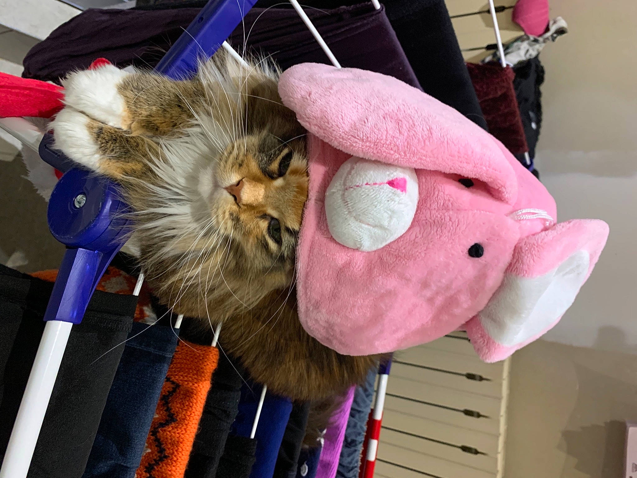 Rosa a rejoint le concours — aidez-le/la à gagner de superbes lots ! art, beanie, cap, costume_hat, fashion_accessory, fedora, felidae, fur, fur_clothing, hat, magenta, plush, snout, stuffed_toy, sun_hat, sunglasses, thread, toy, whiskers, wool