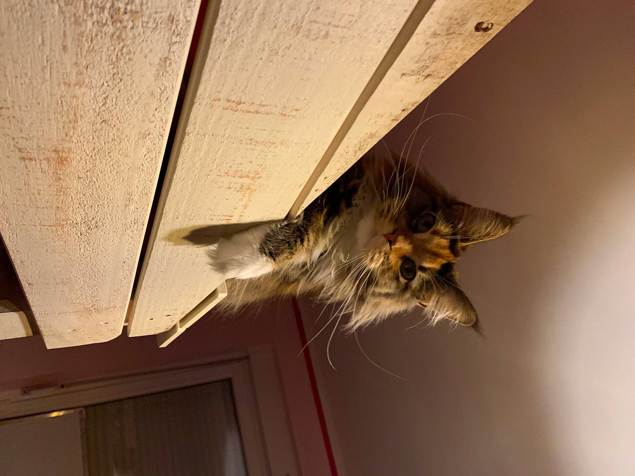 Rosa participe au concours pour gagner de l'argent avec cette photo : bat, carnivore, cat, ceiling, feather, felidae, fur, hardwood, paper, paper_product, shadow, small_to_medium_sized_cats, tail, tints_and_shades, whiskers, window, wing, wood