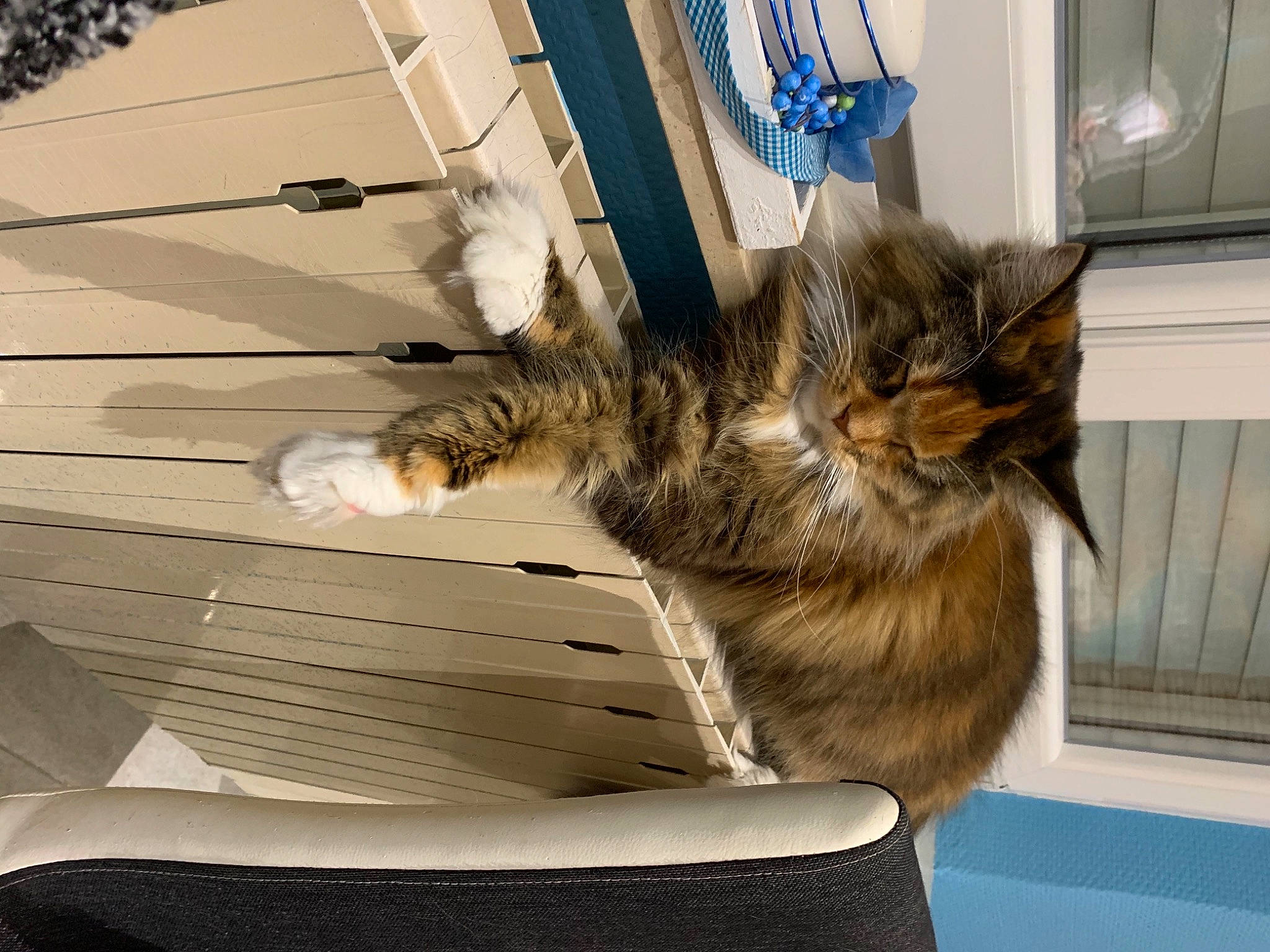 Rosa a rejoint le concours — aidez-le/la à gagner de superbes lots ! carnivore, cat, felidae, fur, pet_supply, small_to_medium_sized_cats, transparent_material, vertebrate, whiskers, window_covering, window_treatment