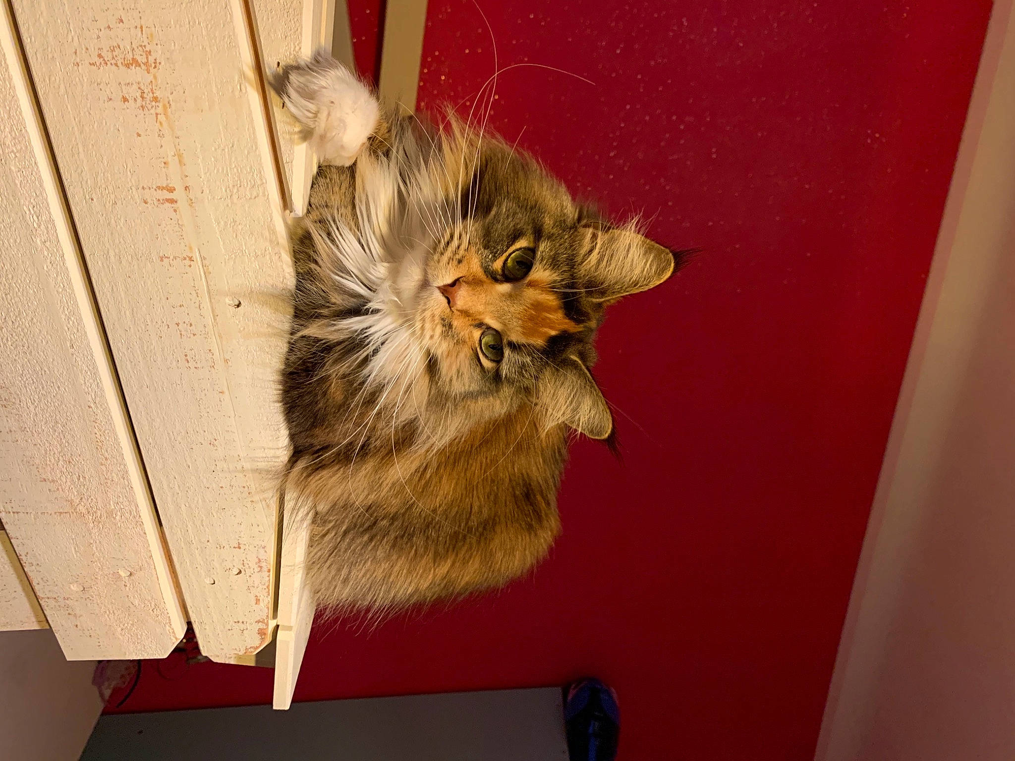 Rosa a rejoint le concours — aidez-le/la à gagner de superbes lots ! art, cardboard, carnivore, cat, claw, domestic_short_haired_cat, fawn, felidae, fur, house, paw, room, small_to_medium_sized_cats, snout, somali, tail, visual_arts, whiskers, wood