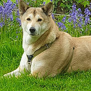 Marva participe au concours pour gagner de l'argent avec cette photo : animal, calm, canine, collar, dog, ears, flower, fur, garden, grass, greenery, leash, lying_down, muzzle, nature, outdoor, pet, portrait, purple_flower, summer
