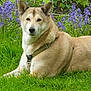 animal, calm, canine, collar, dog, ears, flower, fur, garden, grass, greenery, leash, lying_down, muzzle, nature, outdoor, pet, portrait, purple_flower, summer