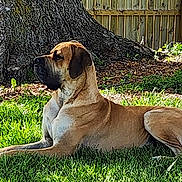 Sebastián joined the competition — help win amazing prizes! animal, backyard, brown_dog, calm, canine, daylight, dog, fence, grass, lawn, mammal, nature, outdoor, pet, quiet, relaxed, resting, side_view, sunlight, tree_trunk