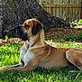 animal, backyard, brown_dog, calm, canine, daylight, dog, fence, grass, lawn, mammal, nature, outdoor, pet, quiet, relaxed, resting, side_view, sunlight, tree_trunk