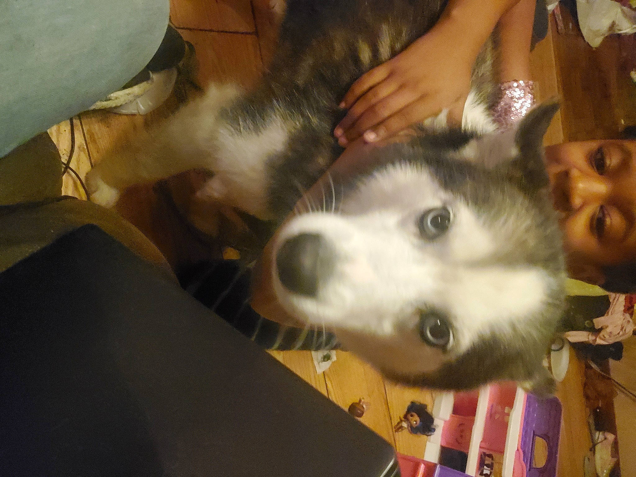 Aries is registered to the contest to win money with this photo: canidae, carnivore, companion_dog, dog, dog_breed, fawn, fur, herding_dog, miniature_australian_shepherd, non_sporting_group, puppy, siberian_husky, sled_dog, smile, snout, spitz, sporting_group, whiskers, working_animal, working_dog