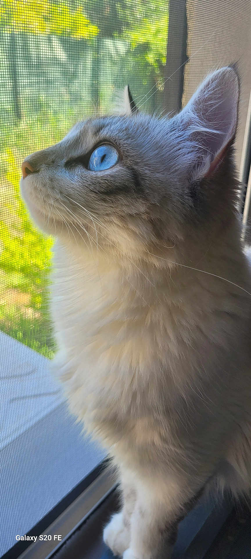 Uranie participe au concours pour gagner de l'argent avec cette photo : cat, blue_eyes, fluffy_fur, window, screen, natural_light, close_up, curious, pet, indoor, animal, feline, portrait, whiskers, ears, soft_light, greenery, daylight, looking_out, domestic_cat