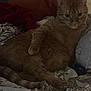 cat, orange_tabby, bed, pillow, blanket, floral_pattern, feline, pet, indoor, relaxed, resting, comfort, animal, fur, whiskers, domestic, cute, sleepy, cozy, home