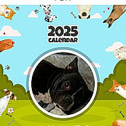 Abby is registered to the contest to win money with this photo: advertisement, animal, bostonbull, bulldog, canine, cat, disk, doctor, dog, hound, mole, page, paper, person, pet, pig, plush, poster, text, toy