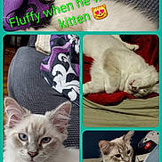 Fluffy joined the competition — help win amazing prizes! animal, bed, blanket, blue_eyes, cat, closeup, collage, couch, cute, domestic, fur, hand, indoor, kitten, pet, playful, relaxing, resting, sleeping, white_fur