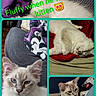 animal, bed, blanket, blue_eyes, cat, closeup, collage, couch, cute, domestic, fur, hand, indoor, kitten, pet, playful, relaxing, resting, sleeping, white_fur