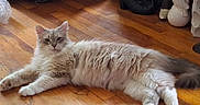 Fluffy is registered to the contest to win money with this photo: animal, boots, cat, cozy, cream_colored, cute, decor, domestic, feline, flooring, fluffy, home, household, indoor, owl_statue, pet, relaxed, resting, stretching, wooden_floor