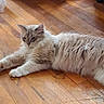 Fluffy is registered to the contest to win money with this photo: animal, cat, cozy, cute, domestic, ears, feline, fluffy, fur, home, indoor, laying_down, paws, pet, quiet, relaxed, resting, sleepy, whiskers, wooden_floor