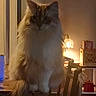 Fluffy joined the competition — help win amazing prizes! animal, calm, cat, chair, cozy, decor, domestic, feline, fluffy, furniture, home, indoor, lamp, light, pet, shadow, shelf, sitting, table, warm_light