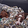 Millie Mae is registered to the contest to win money with this photo: dog, blanket, couch, sleeping, cozy, brown_dog, puppy, multicolor_blanket, indoor, resting, furniture, pet, relaxed, snuggle, home, comfort, cute, warm, animal, two_dogs