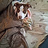 Millie Mae joined the competition — help win amazing prizes! animal, bed, bedspread, blanket, brown, canine, comfort, cozy, cute, dog, ears, face, fleece, indoor, looking, pattern, pet, resting, snuggled, wrapped