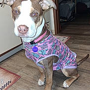 Millie Mae joined the competition — help win amazing prizes! animal, brown, canine, clothing, collar, curious, cute, dog, domestic, ears, floor, house_hippo, indoor, kitchen, pet, pink, sitting, tag, white, wood_floor