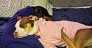 Millie Mae is registered to the contest to win money with this photo: animal, bed, blanket, blue_pillow, canine, casual, cozy, dog, furniture, indoor, mirror, pet, pillow, pink_hoodie, relaxed, resting, sleeping, snuggling, two_dogs, wood_paneling