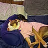 animal, bed, blanket, blue_pillow, canine, casual, cozy, dog, furniture, indoor, mirror, pet, pillow, pink_hoodie, relaxed, resting, sleeping, snuggling, two_dogs, wood_paneling