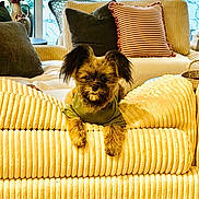 Koko joined the competition — help win amazing prizes! dog, pet, couch, living_room, pillows, green_shirt, yellow_couch, furniture, indoor, cozy, small_dog, ears, fur, cute, relaxed, home_decor, vase, plant, striped_pillow, comfortable
