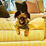 dog, pet, couch, living_room, pillows, green_shirt, yellow_couch, furniture, indoor, cozy, small_dog, ears, fur, cute, relaxed, home_decor, vase, plant, striped_pillow, comfortable