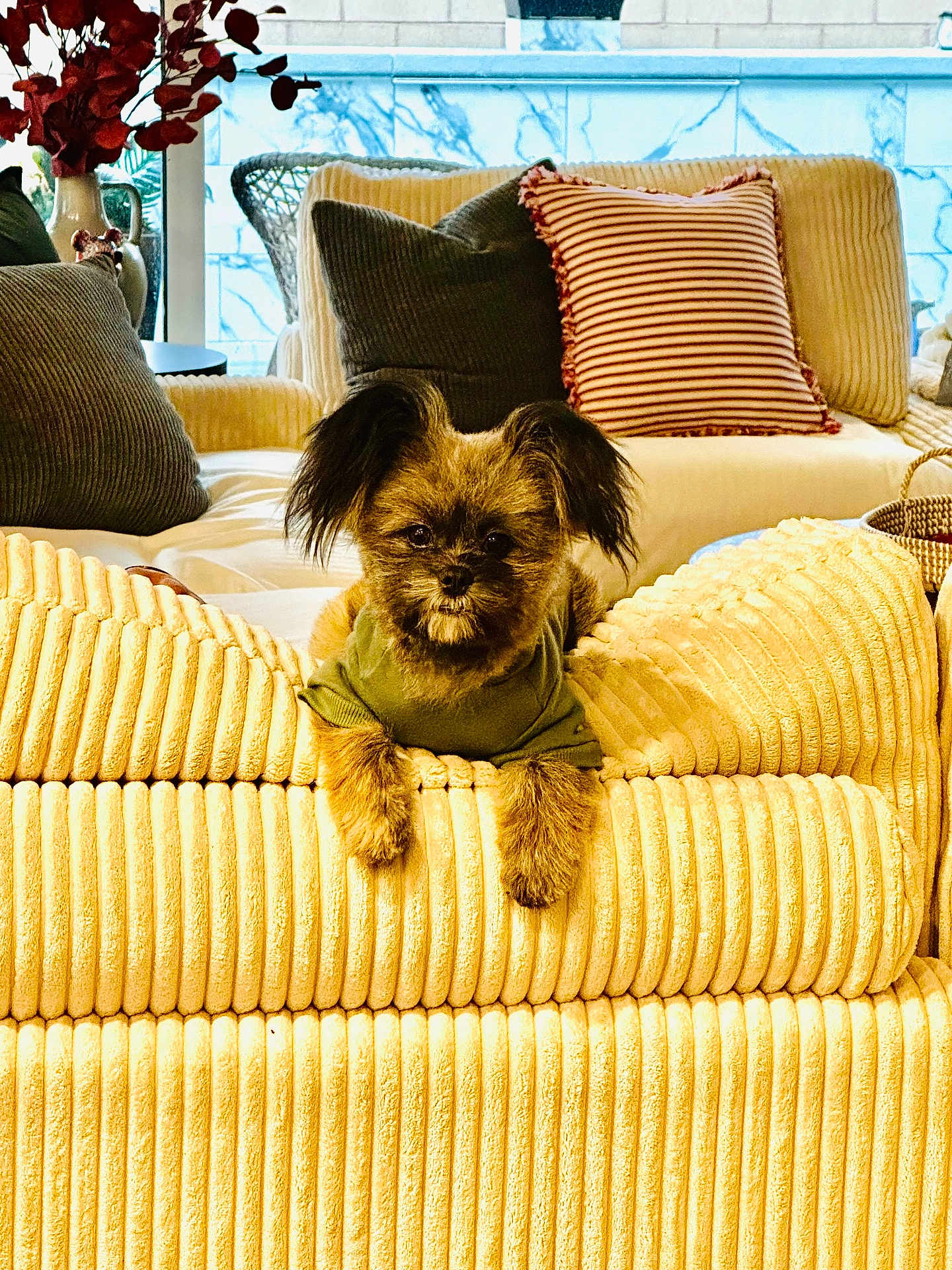 Koko joined the competition — help win amazing prizes! dog, pet, couch, living_room, pillows, green_shirt, yellow_couch, furniture, indoor, cozy, small_dog, ears, fur, cute, relaxed, home_decor, vase, plant, striped_pillow, comfortable