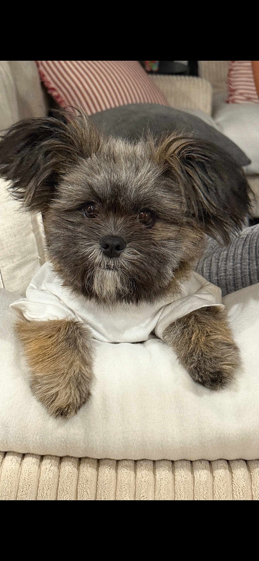 Koko is registered to the contest to win money with this photo: adorable, blanket, couch, cozy, cushion, dog, eyes, fluffy, fur, indoor, living_room, nose, paws, pet, pillow, portrait, puppy, shirt, sitting, small_dog