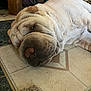 dog, lying_down, wrinkles, floor, tile_floor, indoor, pet, sleeping, close_up, brown, nose, snout, fur, relaxed, companion, mammal, animal, domestic_animal, cute, resting