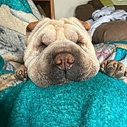 Dumpling is registered to the contest to win money with this photo: dog, wrinkly, resting, blanket, teal, paws, cozy, indoor, living_room, furniture, couch, fabric, sleepy, pet, cute, fur, animal, relaxed, home, comfort