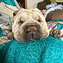 dog, wrinkly, resting, blanket, teal, paws, cozy, indoor, living_room, furniture, couch, fabric, sleepy, pet, cute, fur, animal, relaxed, home, comfort