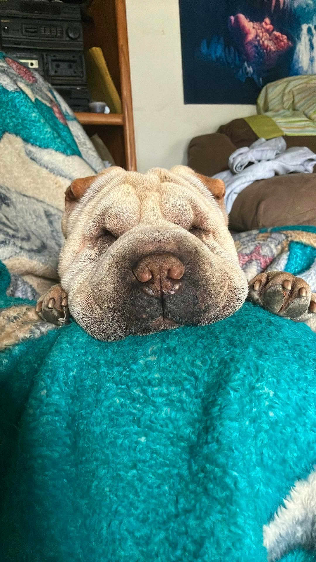 Dumpling is registered to the contest to win money with this photo: dog, wrinkly, resting, blanket, teal, paws, cozy, indoor, living_room, furniture, couch, fabric, sleepy, pet, cute, fur, animal, relaxed, home, comfort