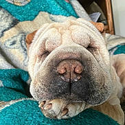 Dumpling is registered to the contest to win money with this photo: animal, blanket, calm, close_up, cozy, cute, dog, face, fur, homedecor, indoor, napping, paw, pet, relaxed, resting, shelf, sleeping, snout, wrinkly
