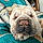 Dumpling