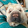 dog, sleeping, close_up, wrinkly, paw, blanket, indoor, cozy, pet, cute, resting, napping, fur, animal, face, snout, calm, relaxed, homedecor, shelf