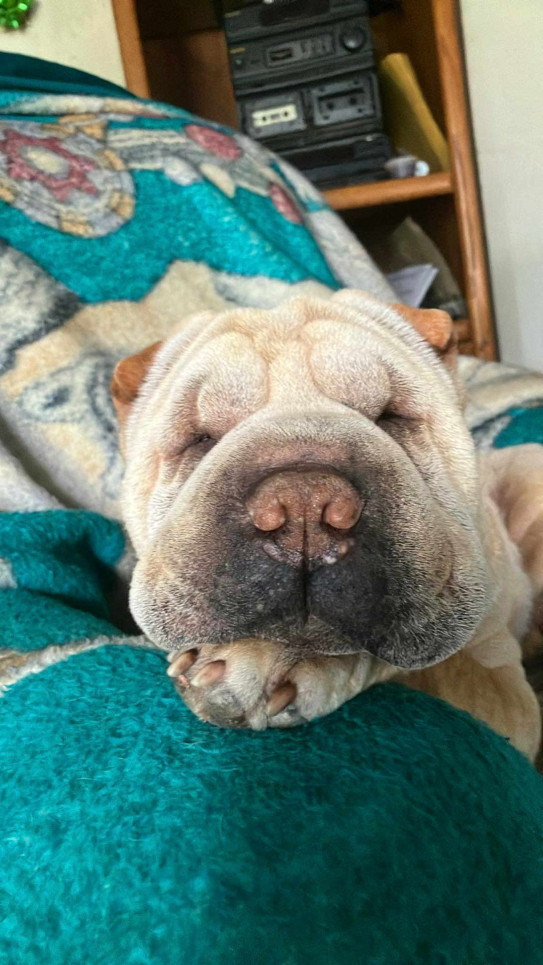 Dumpling