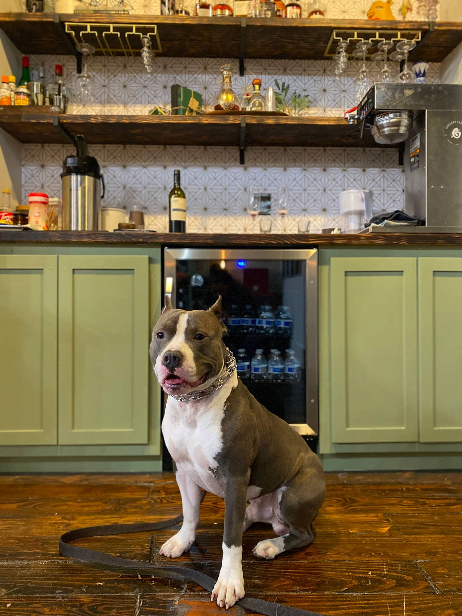 Flex joined the competition — help win amazing prizes! cabinetry, carnivore, collar, companion_dog, countertop, dog, dog_breed, dog_collar, door, fawn, floor, flooring, hardwood, home_door, house, kitchen, snout, window, wood, yellow