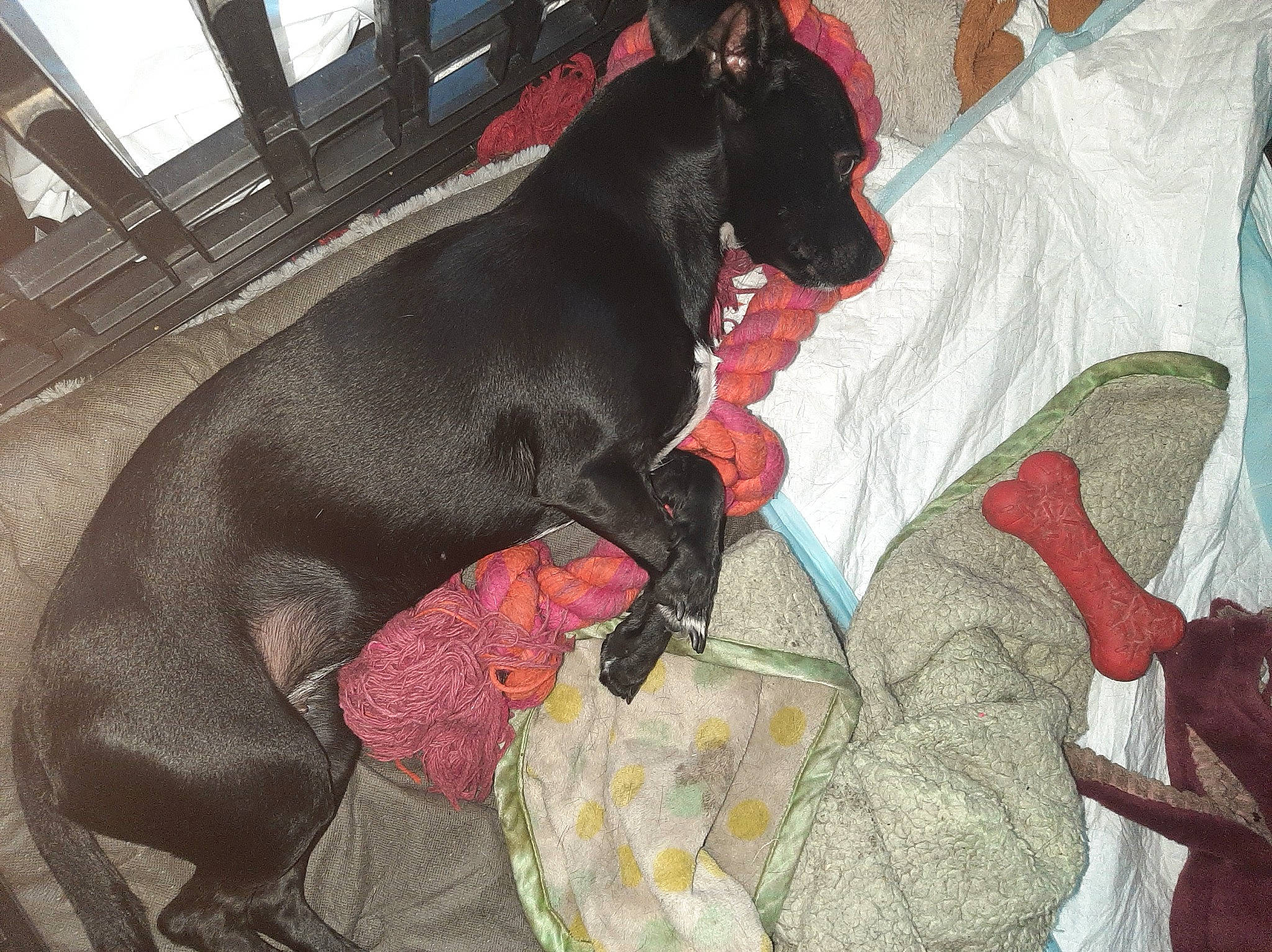 Oreo is registered to the contest to win money with this photo: borador, canidae, carnivore, collar, comfort, companion_dog, dog, dog_breed, dog_supply, fawn, guard_dog, liver, mammal, montenegrin_mountain_hound, non_sporting_group, pet_supply, snout, sporting_group, tail, working_animal