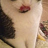 Panda is registered to the contest to win money with this photo: alert, animal, bed, bedroom, black_and_white, blanket, cat, close_up, cute, eyes, face, feline, indoors, paws, pet, pink_nose, portrait, sitting, tuxedo_cat, whiskers