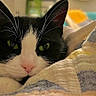 Panda is registered to the contest to win money with this photo: animal, bed, black_and_white, blanket, cat, close_up, cozy, eyes, face, fur, home, indoors, patterned_fabric, pet, pink_nose, portrait, relaxed, sleepy, tuxedo_cat, whiskers