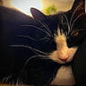 animal, black_and_white, black_background, cat, close_up, couch, cozy, fur, indoor, pet, pink_nose, portrait, relaxed, resting, sleeping, sunlight, tuxedo_cat, vertical_photo, warm_lighting, whiskers