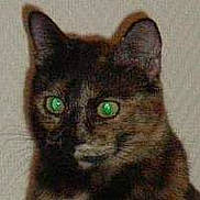 Zoé participe au concours pour gagner de l'argent avec cette photo : asian, black_cat, burmese, carnivore, cat, domestic_short_haired_cat, eye, felidae, german_rex, havana_brown, iris, kitten, korat, mammal, russian_blue, small_to_medium_sized_cats, snout, vertebrate, whiskers