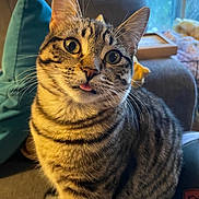 Beetle joined the competition — help win amazing prizes! animal, cat, closeup, couch, cozy, curious, cute, domestic_animal, feline, fur, indoor, pet, pillow, relaxed, sitting, striped, tabby_cat, tongue_out, whiskers, window