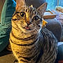 animal, cat, closeup, couch, cozy, curious, cute, domestic_animal, feline, fur, indoor, pet, pillow, relaxed, sitting, striped, tabby_cat, tongue_out, whiskers, window