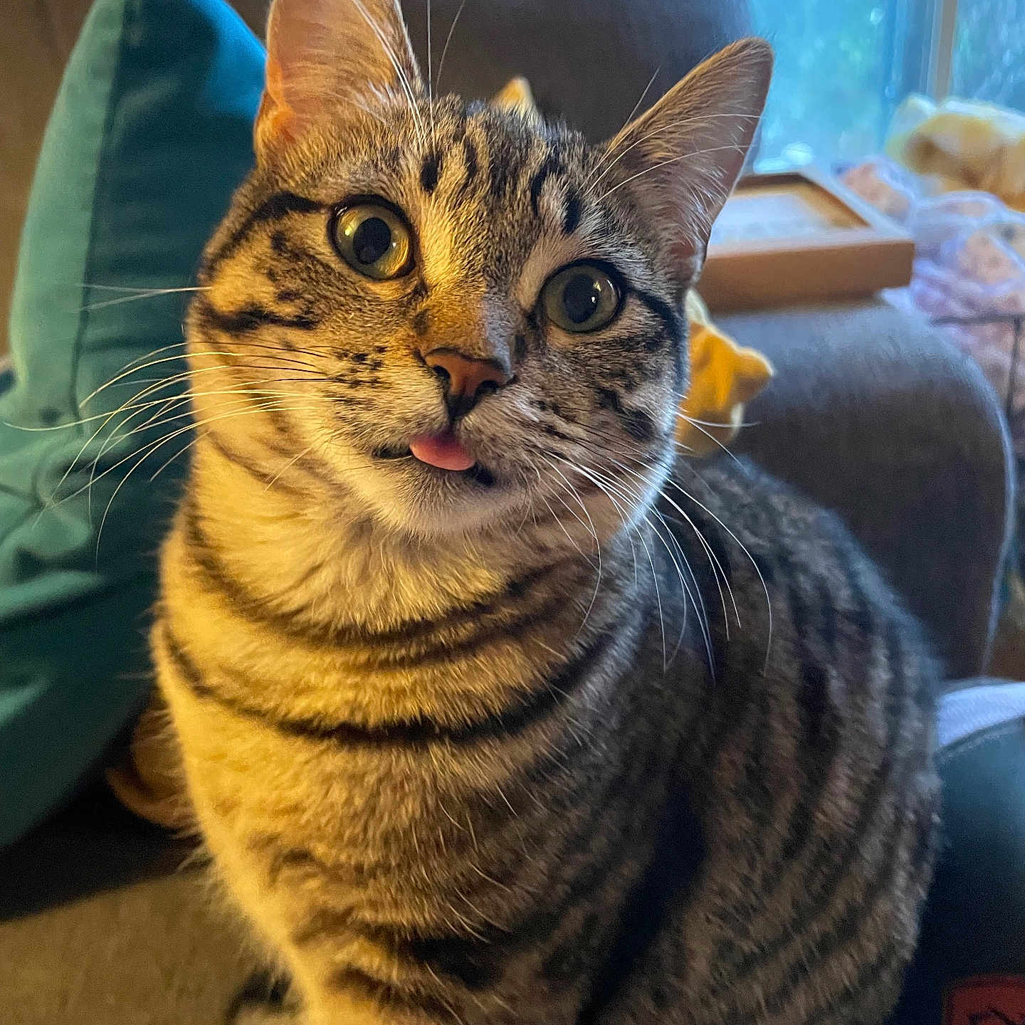Beetle joined the competition — help win amazing prizes! animal, cat, closeup, couch, cozy, curious, cute, domestic_animal, feline, fur, indoor, pet, pillow, relaxed, sitting, striped, tabby_cat, tongue_out, whiskers, window