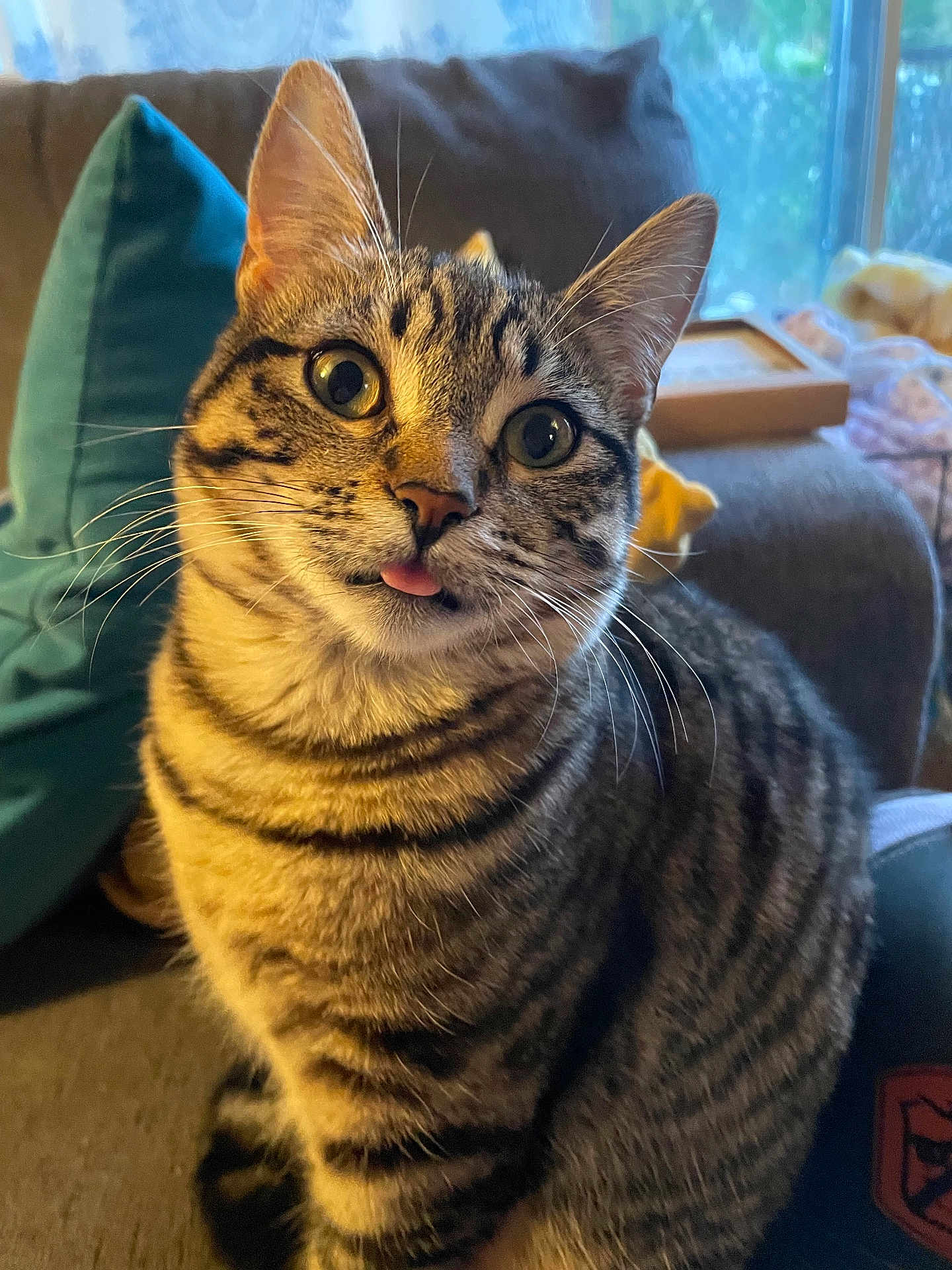 Beetle joined the competition — help win amazing prizes! animal, cat, closeup, couch, cozy, curious, cute, domestic_animal, feline, fur, indoor, pet, pillow, relaxed, sitting, striped, tabby_cat, tongue_out, whiskers, window