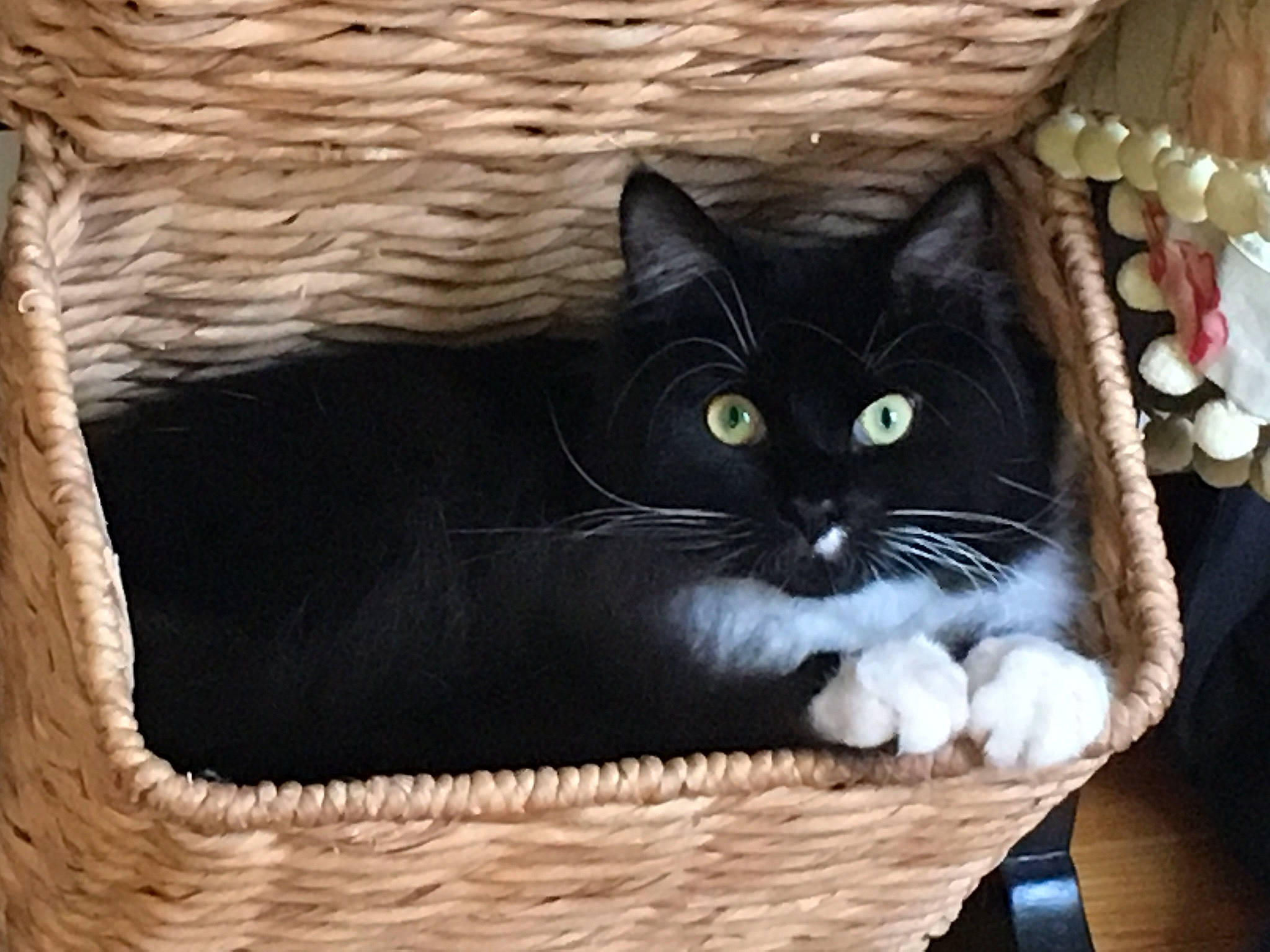 Tux is registered to the contest to win money with this photo: basket, box, cardboard, carnivore, carton, cat, cat_supply, comfort, domestic_short_haired_cat, felidae, fur, hardwood, packaging_and_labeling, pet_supply, shipping_box, small_to_medium_sized_cats, snout, whiskers, window, wood