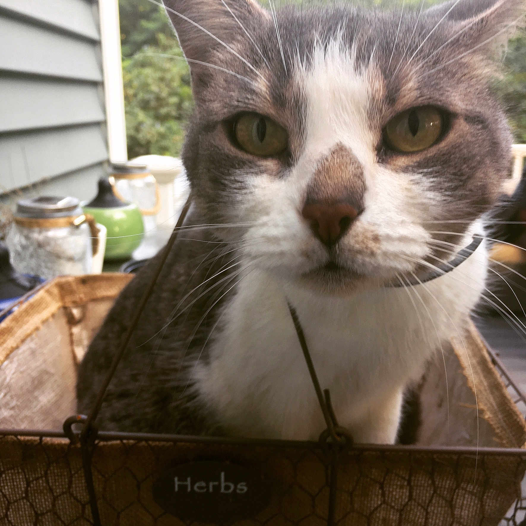 Sophie