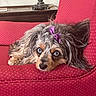 dog, small_dog, shaggy_dog, toy_dog, long_hair, brown_fur, gray_fur, purple_bow, pet, animal, portrait, lying_down, resting, red_chair, armchair, indoor, living_room, furniture, cute, large_eyes